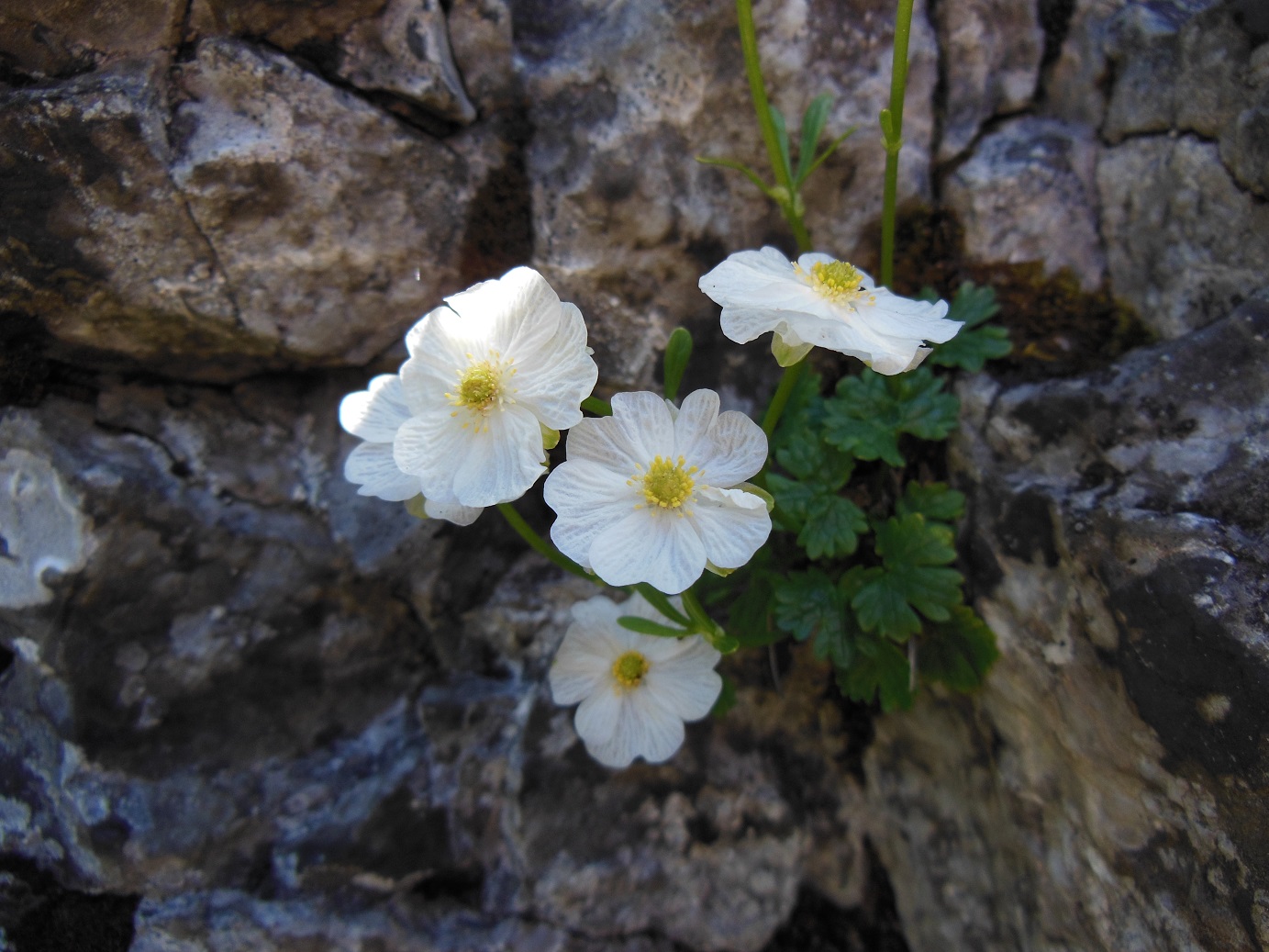 05-19-2017 Ranunculus alpestris.jpg