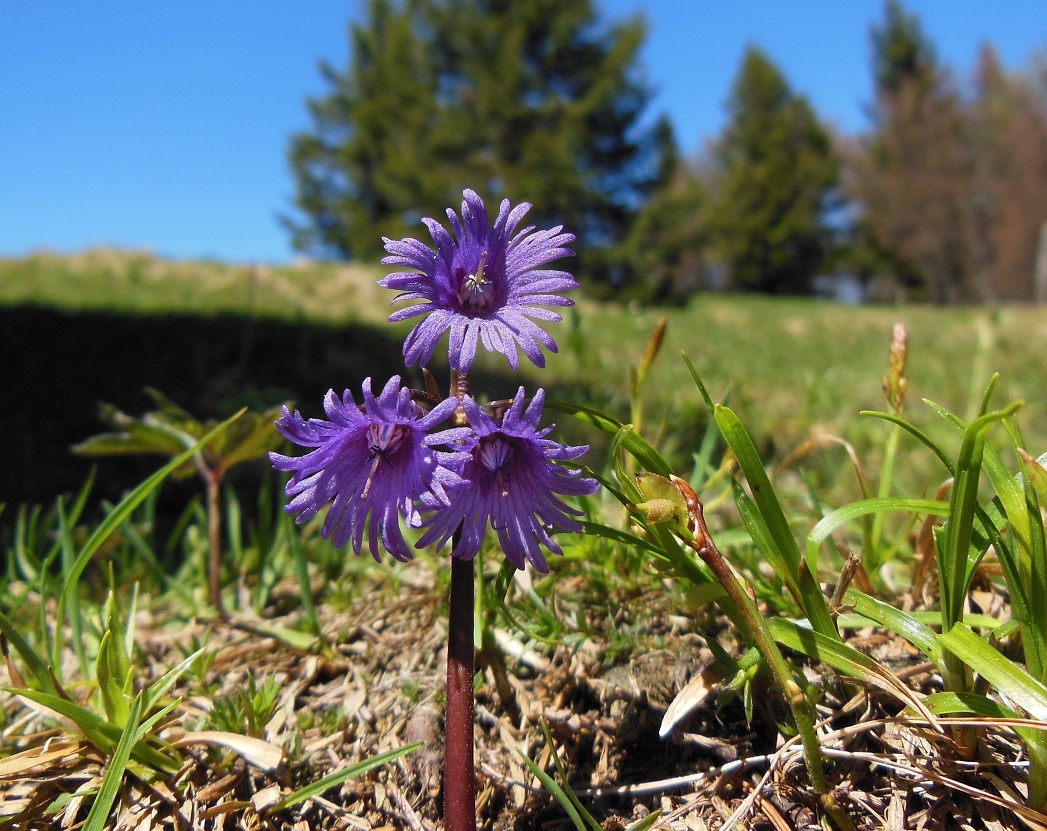 05-19-2017 Soldanella alpina.jpg