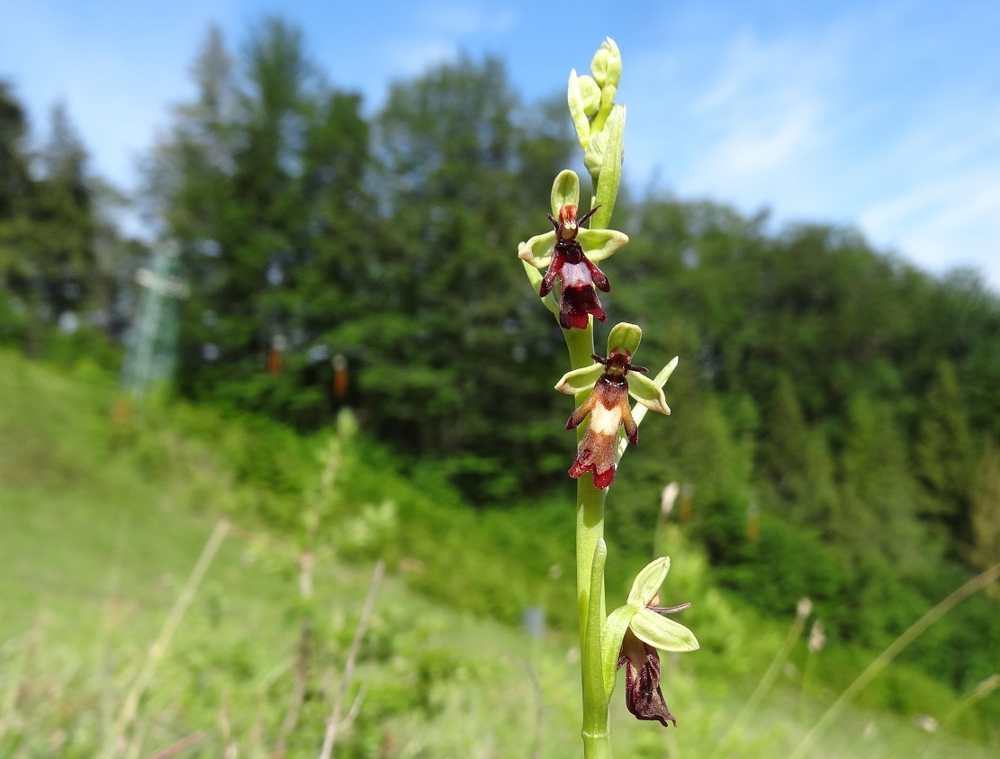 05-20-2018  Ophrys insectifera.jpg