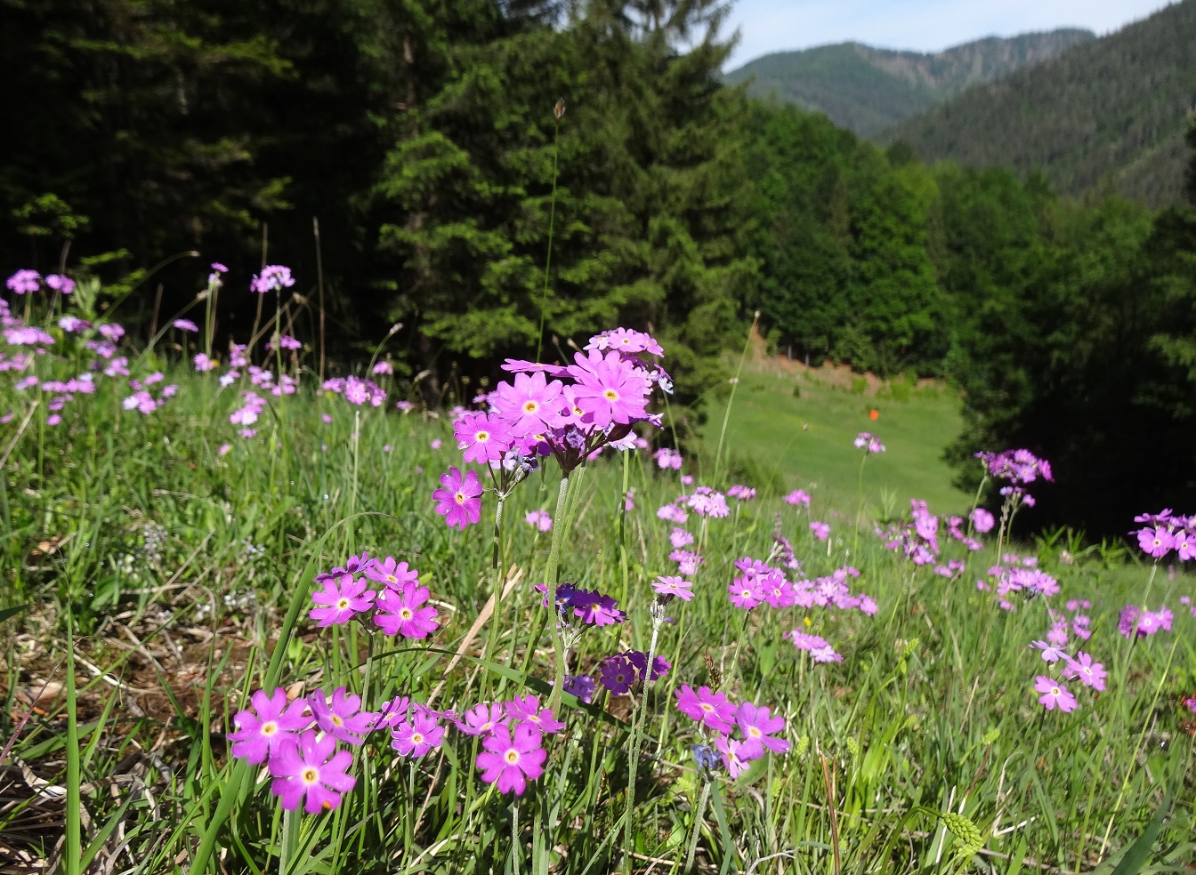 05-20-2018  Primula farinosa.jpg