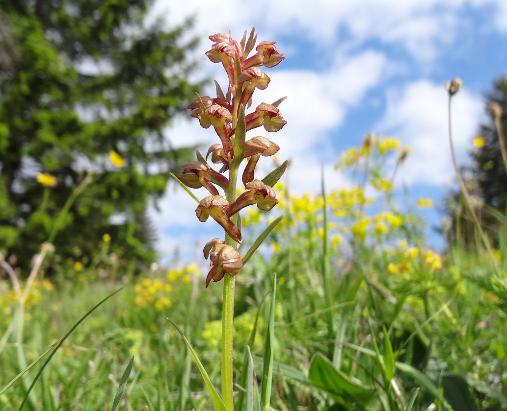 05-21-2018 Coeloglossum viride.jpg