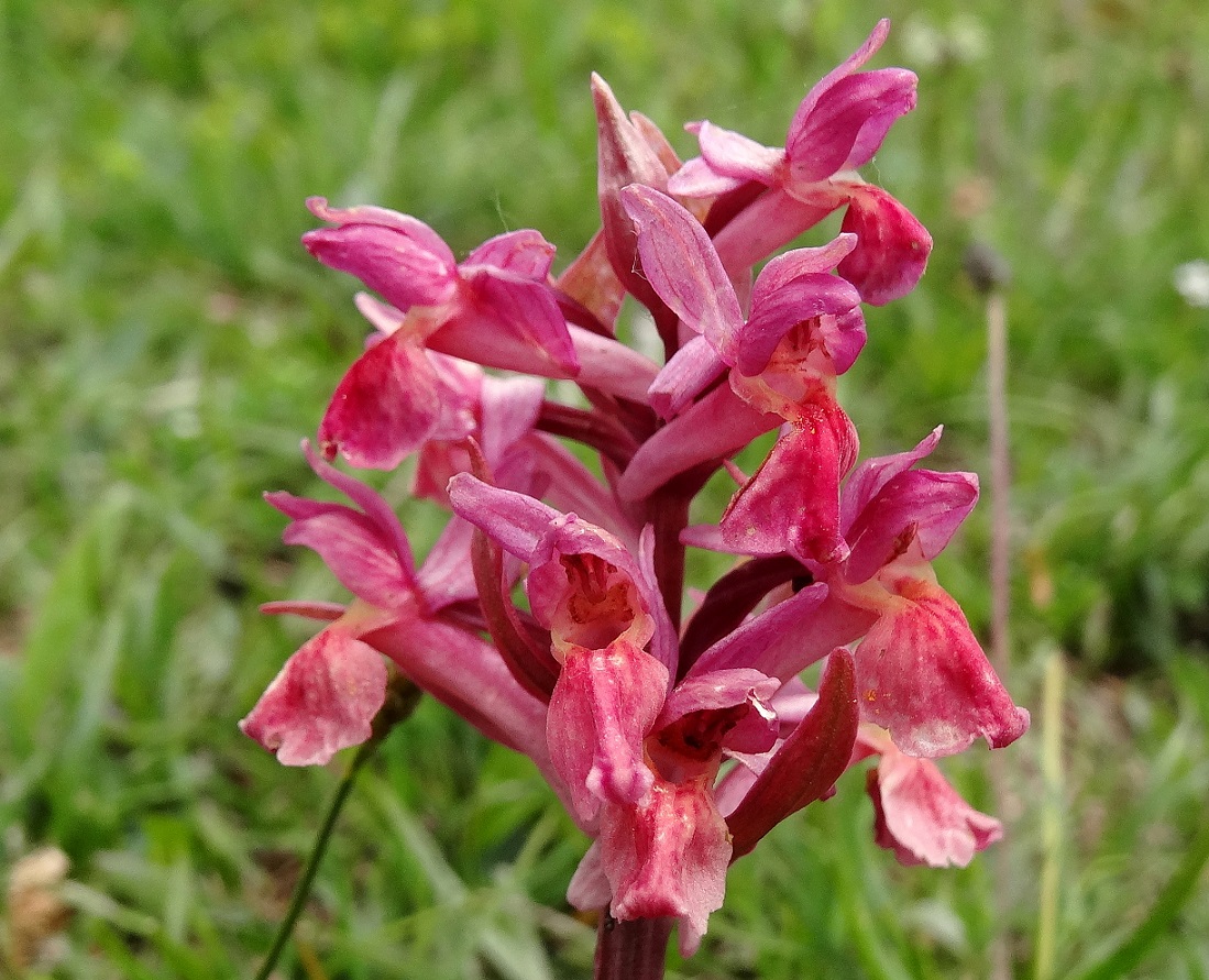 05-21-2018 Dactylorhiza sambucina.jpg