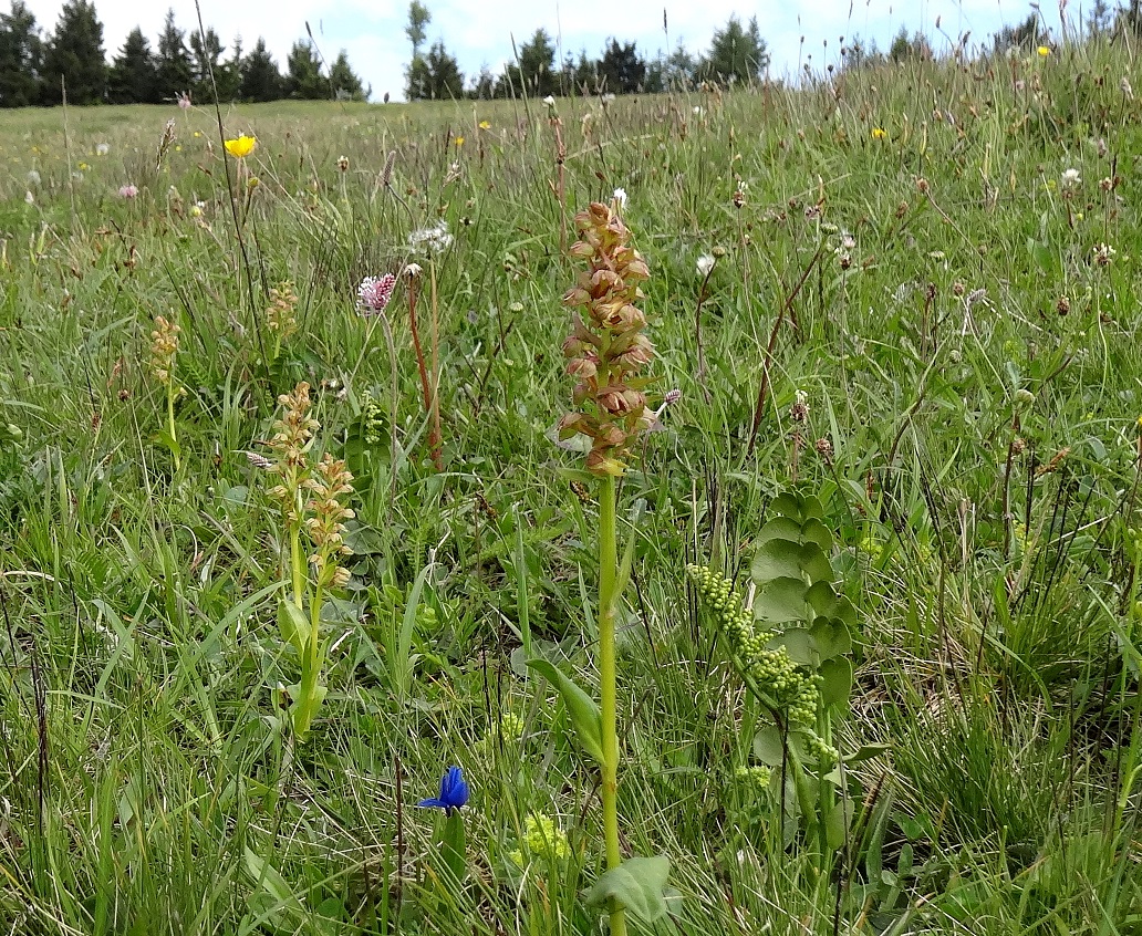 05-21-2018 Hohlzungen mit Botrychium lunaria.jpg