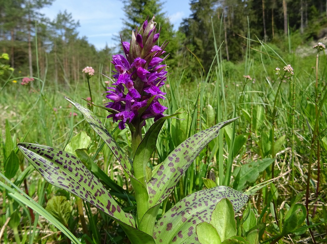 05-26-2019 DActylorhiza majalis.jpg