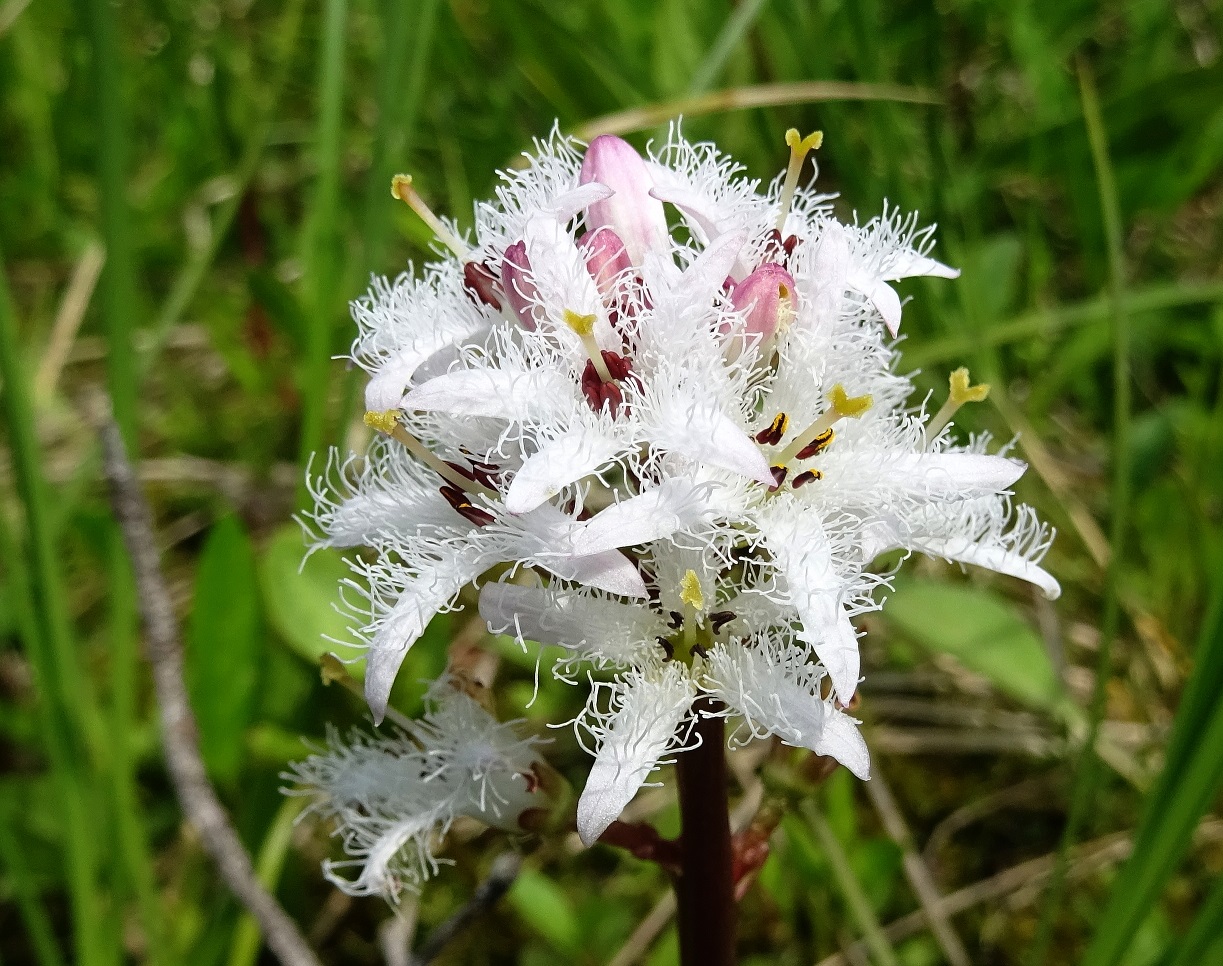 05-26-2019 Menyanthes trifoliata.jpg