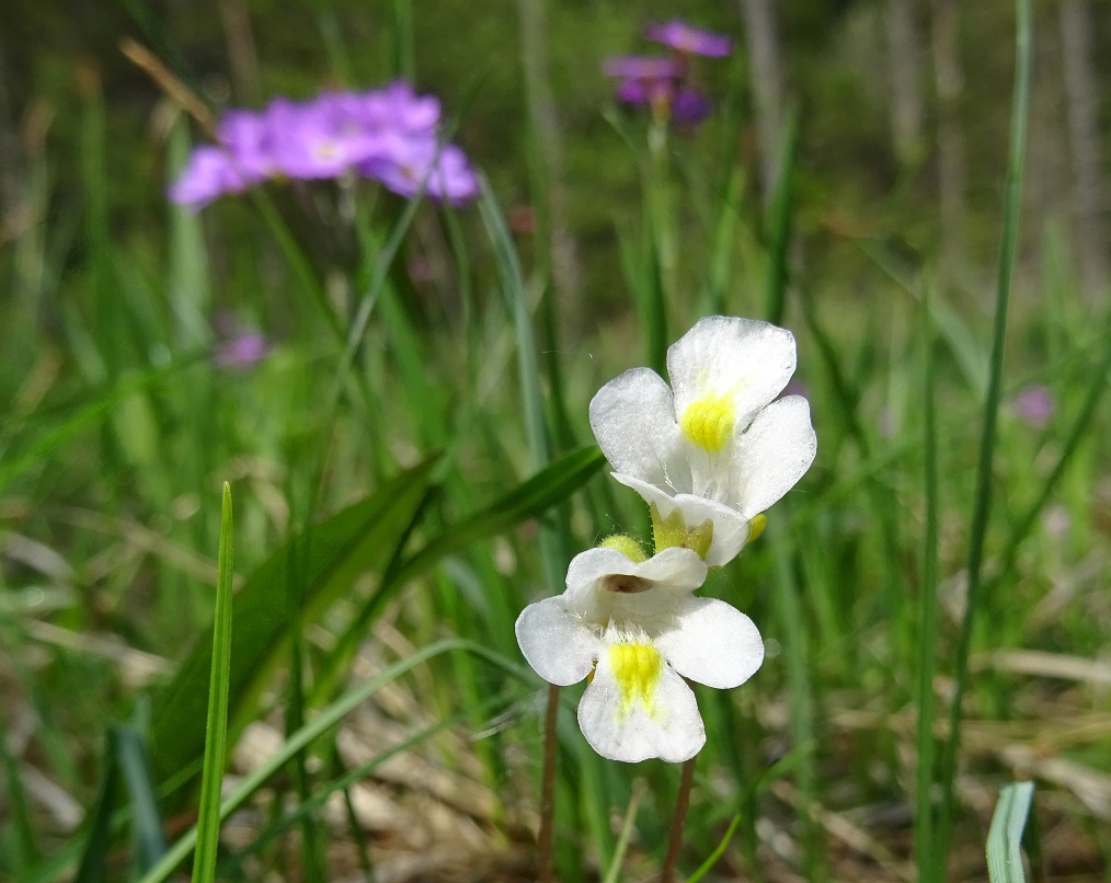 05-26-2019 Pinguicula alpina.jpg