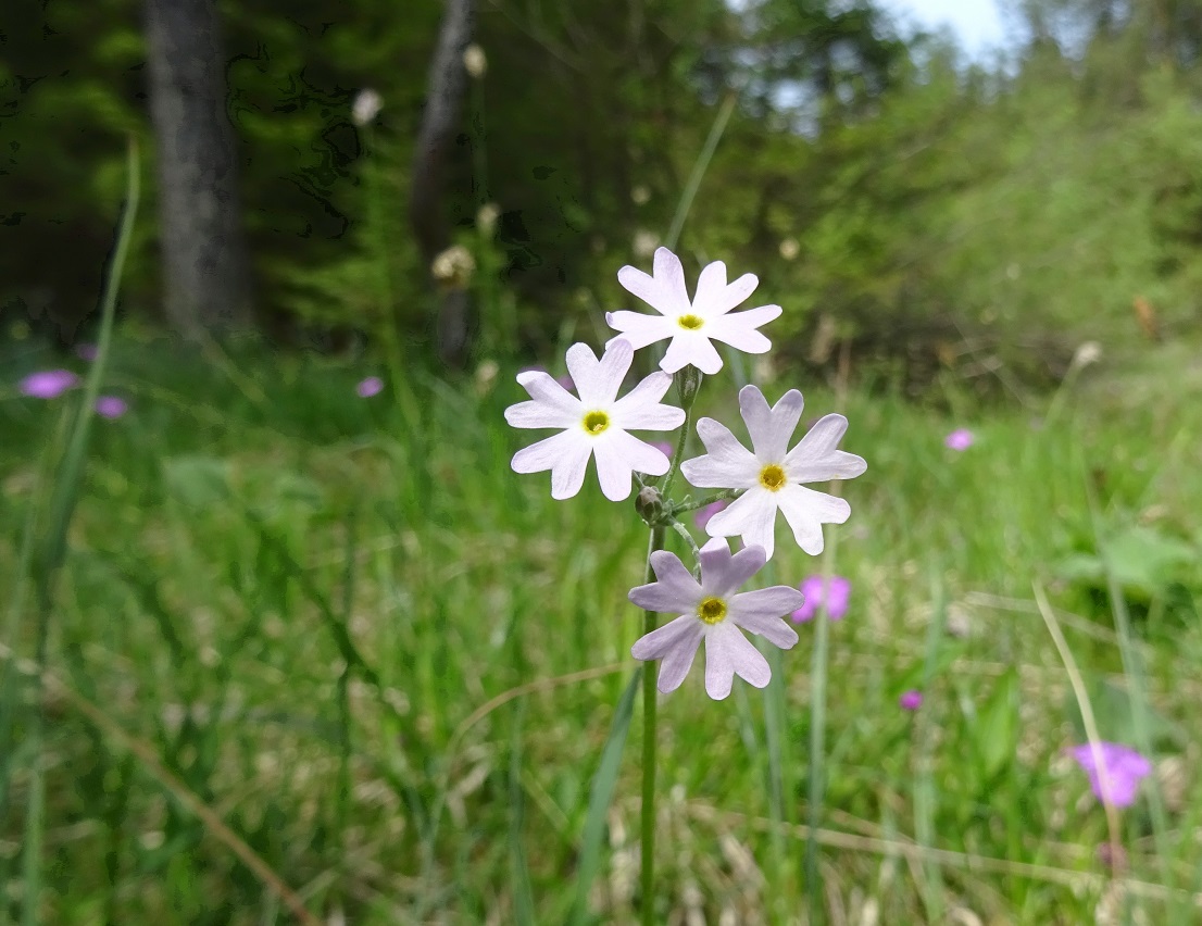 05-26-2019 Primula farinosa, albiflora.jpg