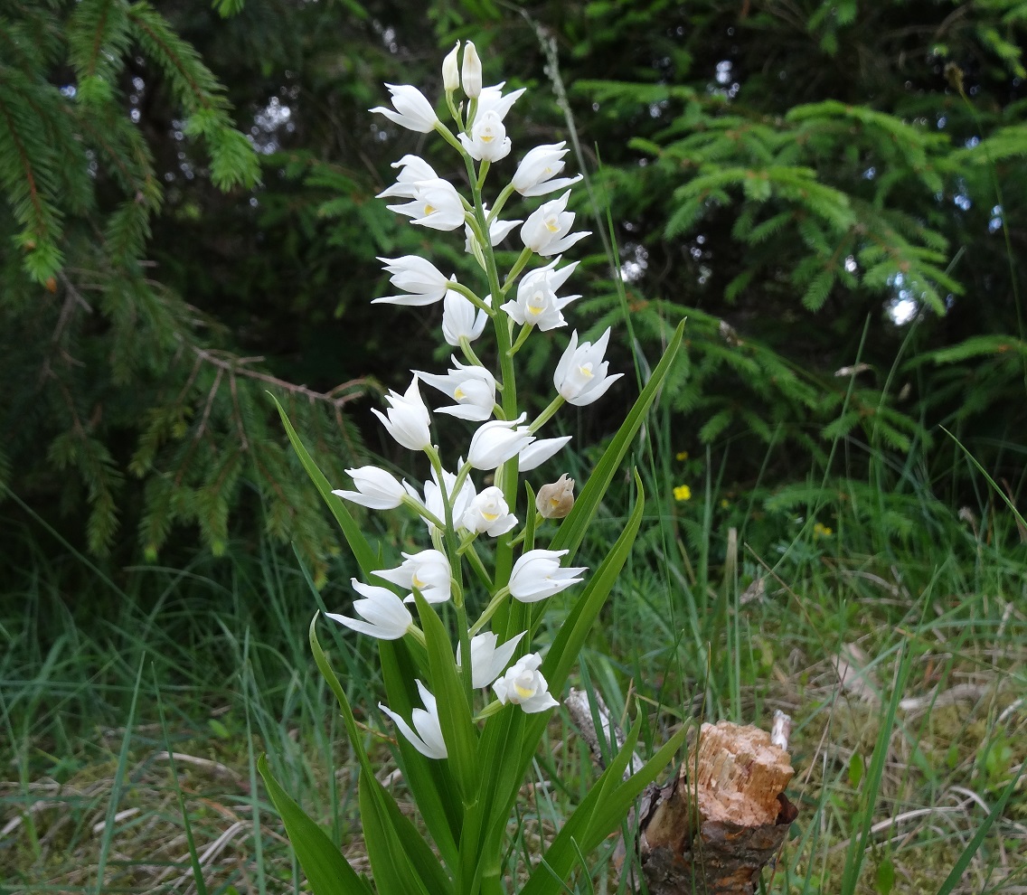 05-27-2018 Cephalanthera longifolia.jpg