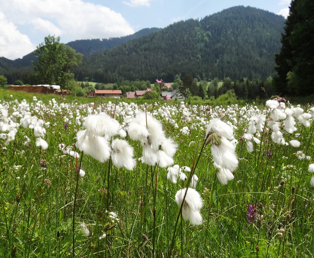 05-27-2018 Eriophorum latifolium.jpg