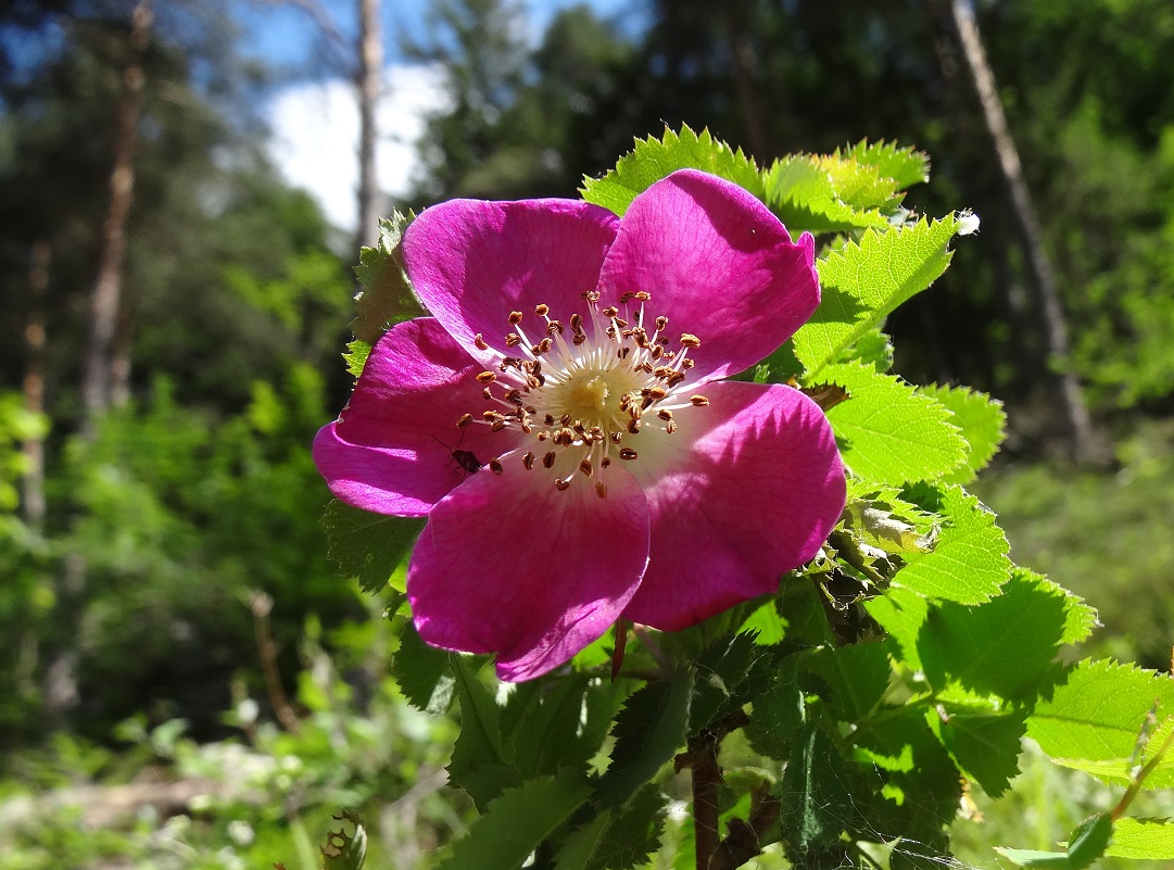 05-27-2018 Rosa majalis  vermutlich.jpg