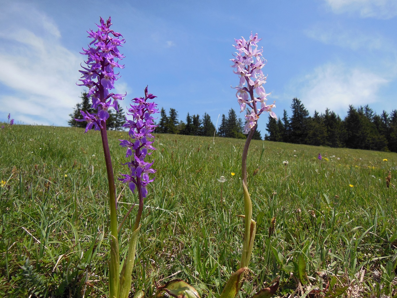 05-29-16  Orchis mascula.jpg