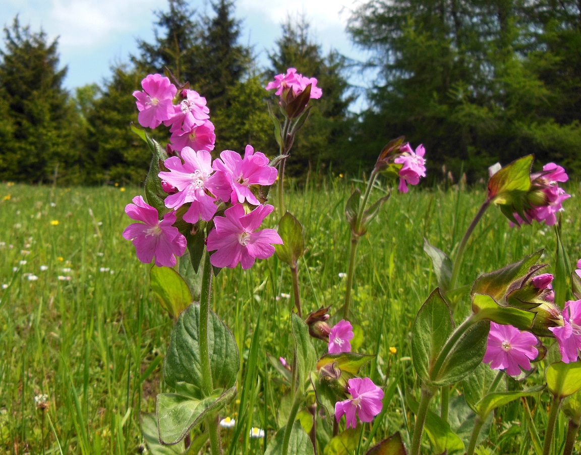 05-29-16  Silene dioica.jpg