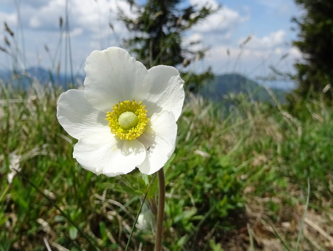 05-31-2018  Anemone sylvestris.jpg