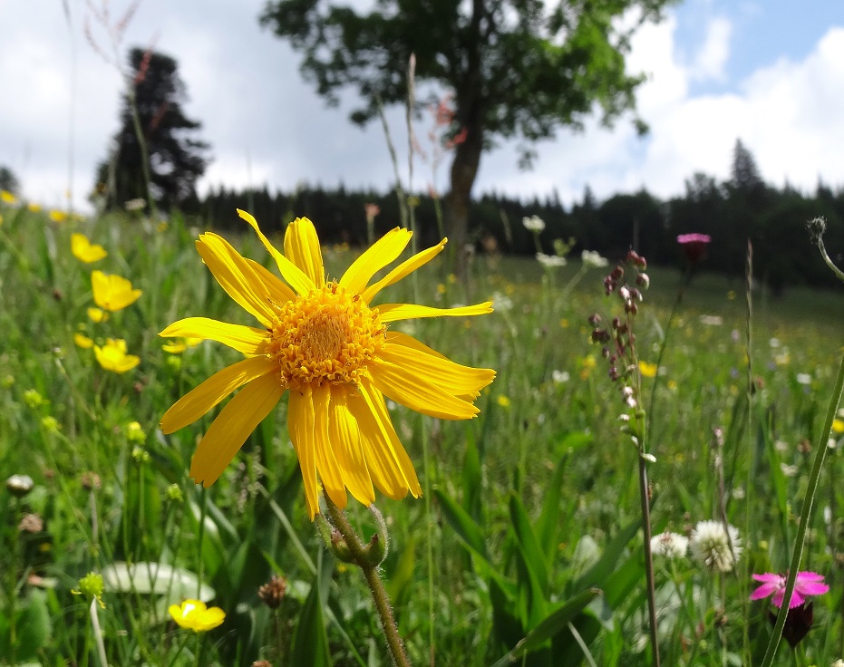 05-31-2018 Arnica montana.jpg