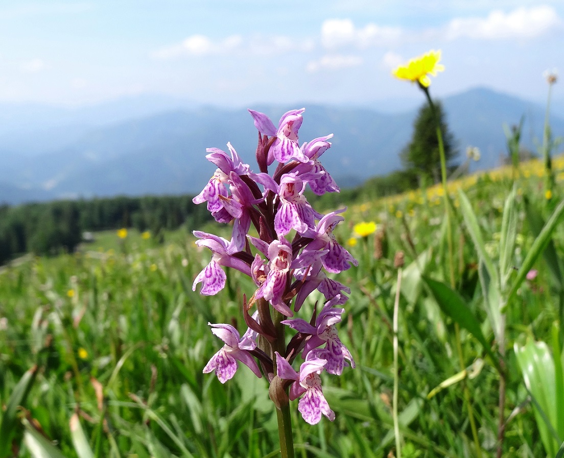 05-31-2018 DActylorhiza hybride DSC02732.jpg