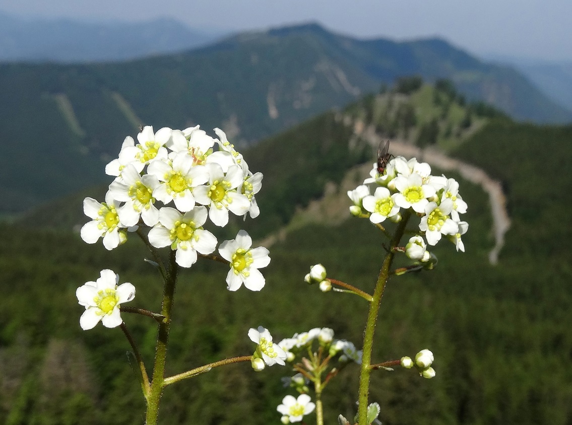 05-31-2018 Saxifraga paniculata.jpg