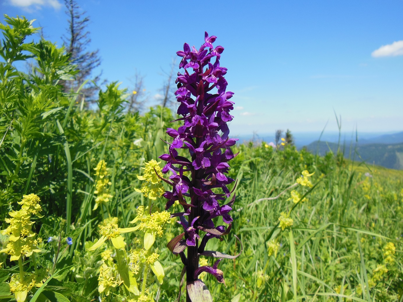 06-11-17  Dactylorhiza majalis vermutlich.jpg