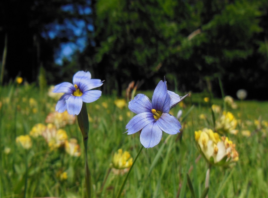 06-11-17  Sisyrinchium montanum.jpg