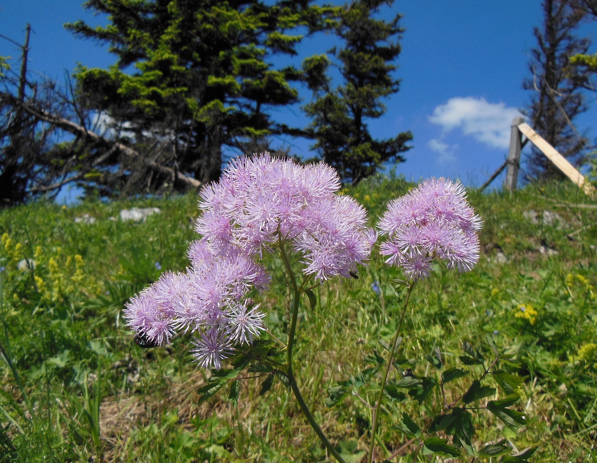 06-11-17  Thalictrum aquilegiifolium.jpg