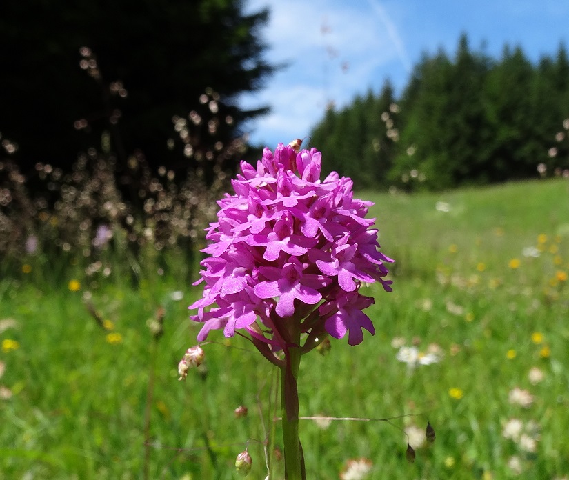 06-28-17 Anacamptis pyramidalis.jpg