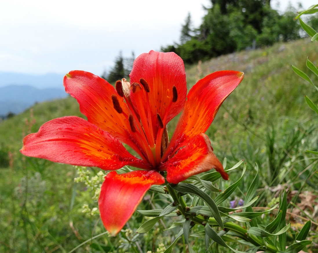 06-28-17 Lilium bulbiferum, var. atrorubens.jpg