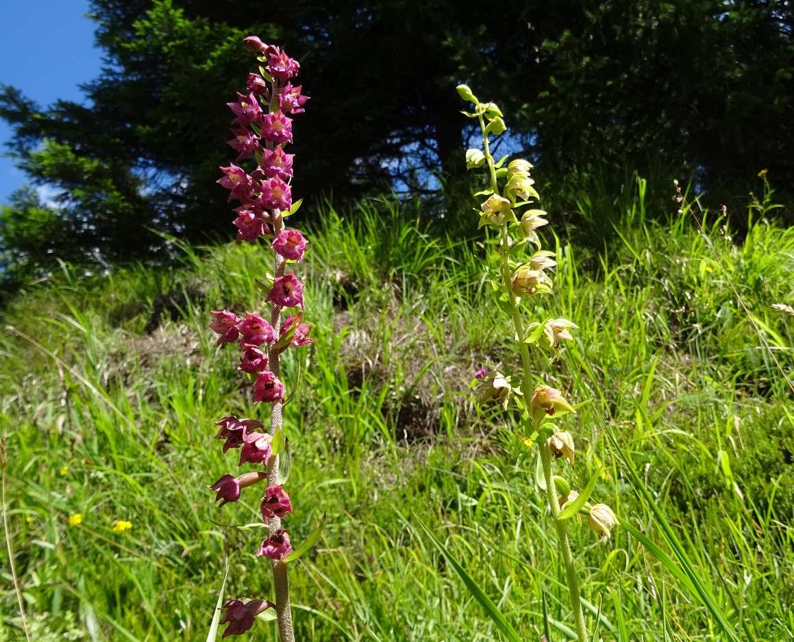 07-01-2018 Epipactis atrorubens und helleborine.jpg