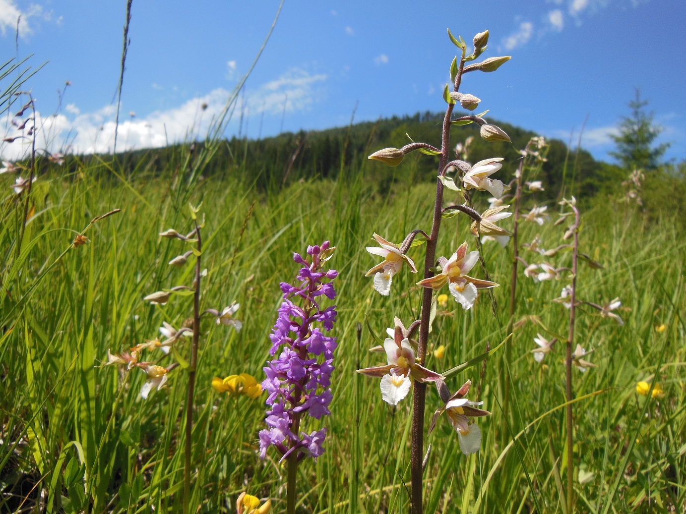 07-05-2016   Epipactis palustris und G.conopsea.jpg