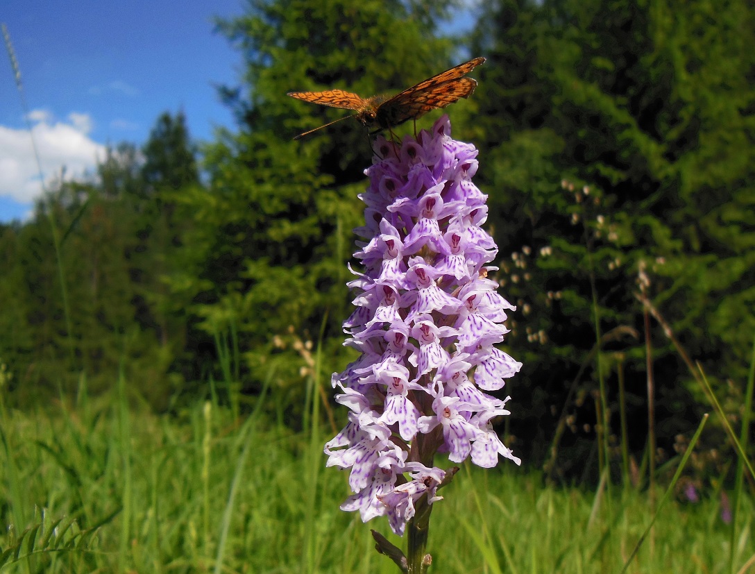 07-05-2016  Dactylorhiza fuchsii.jpg