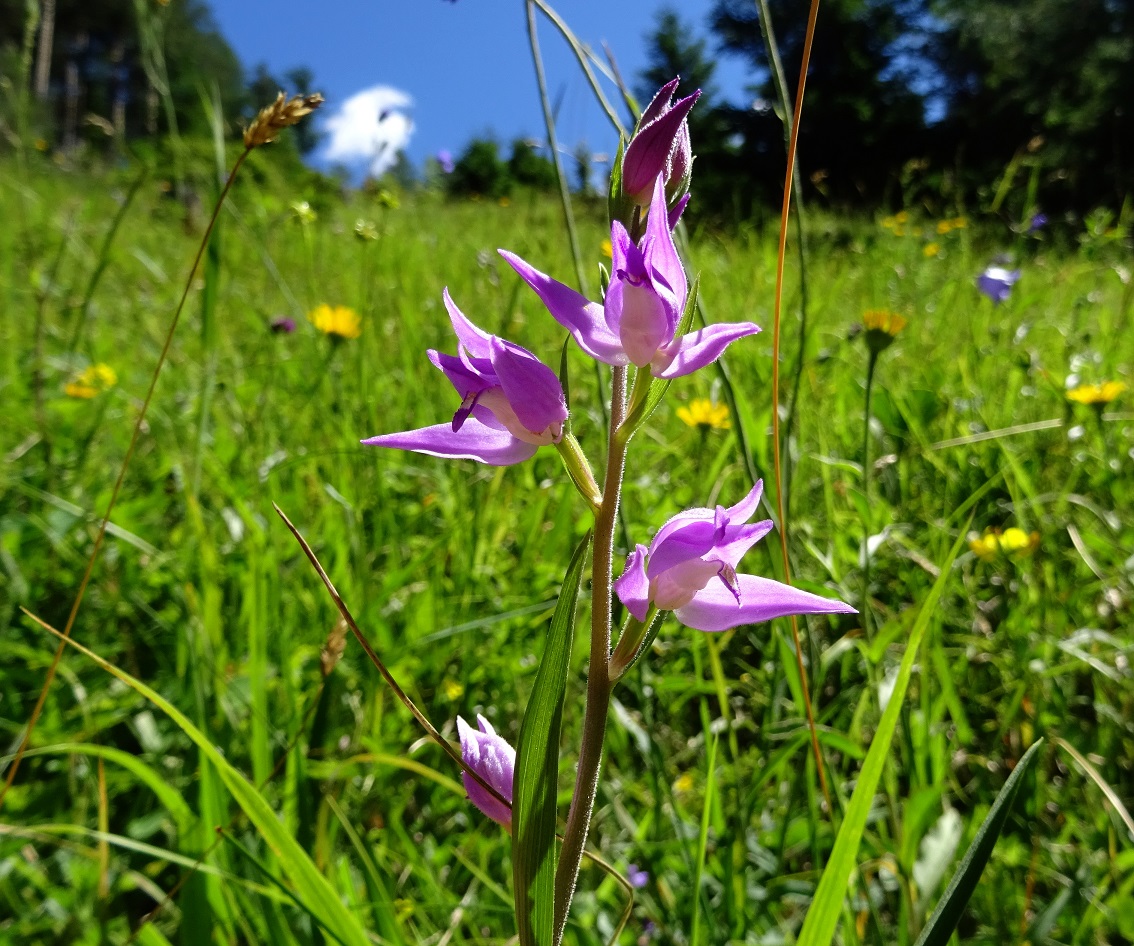 07-06-2021 Cephalanthera rubra.jpg