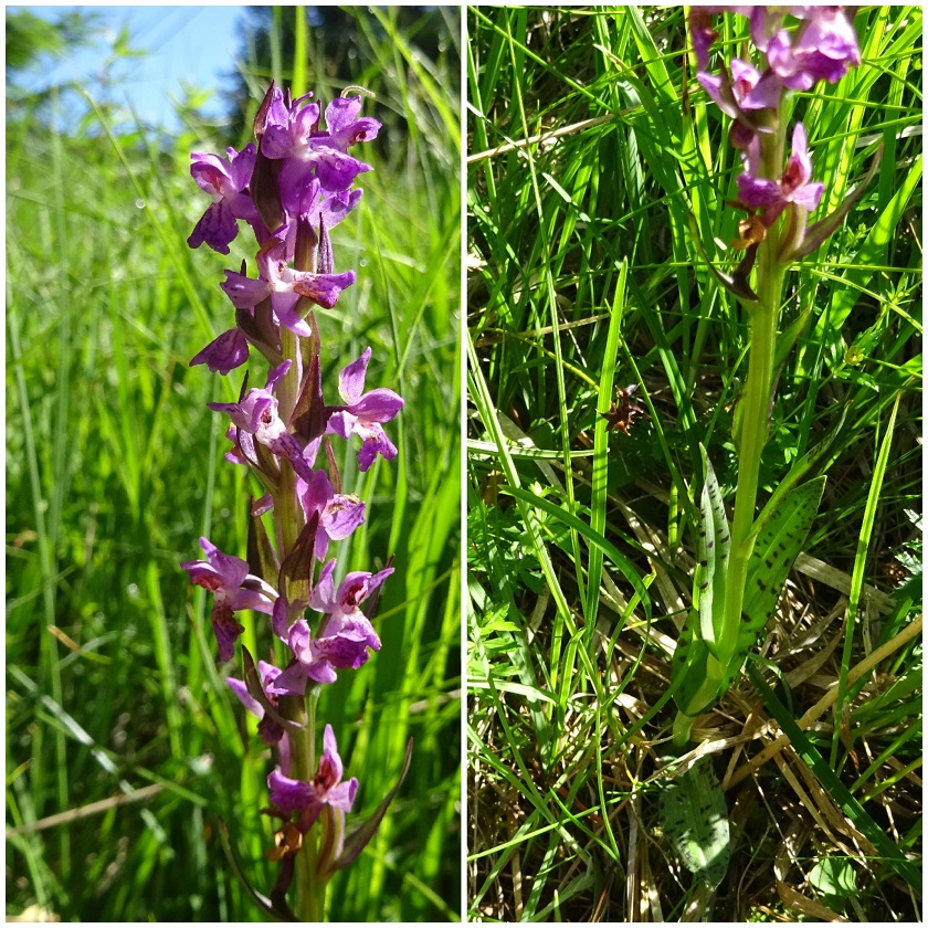 07-06-2021 Dactylorhiza hybride vermutlich.jpg