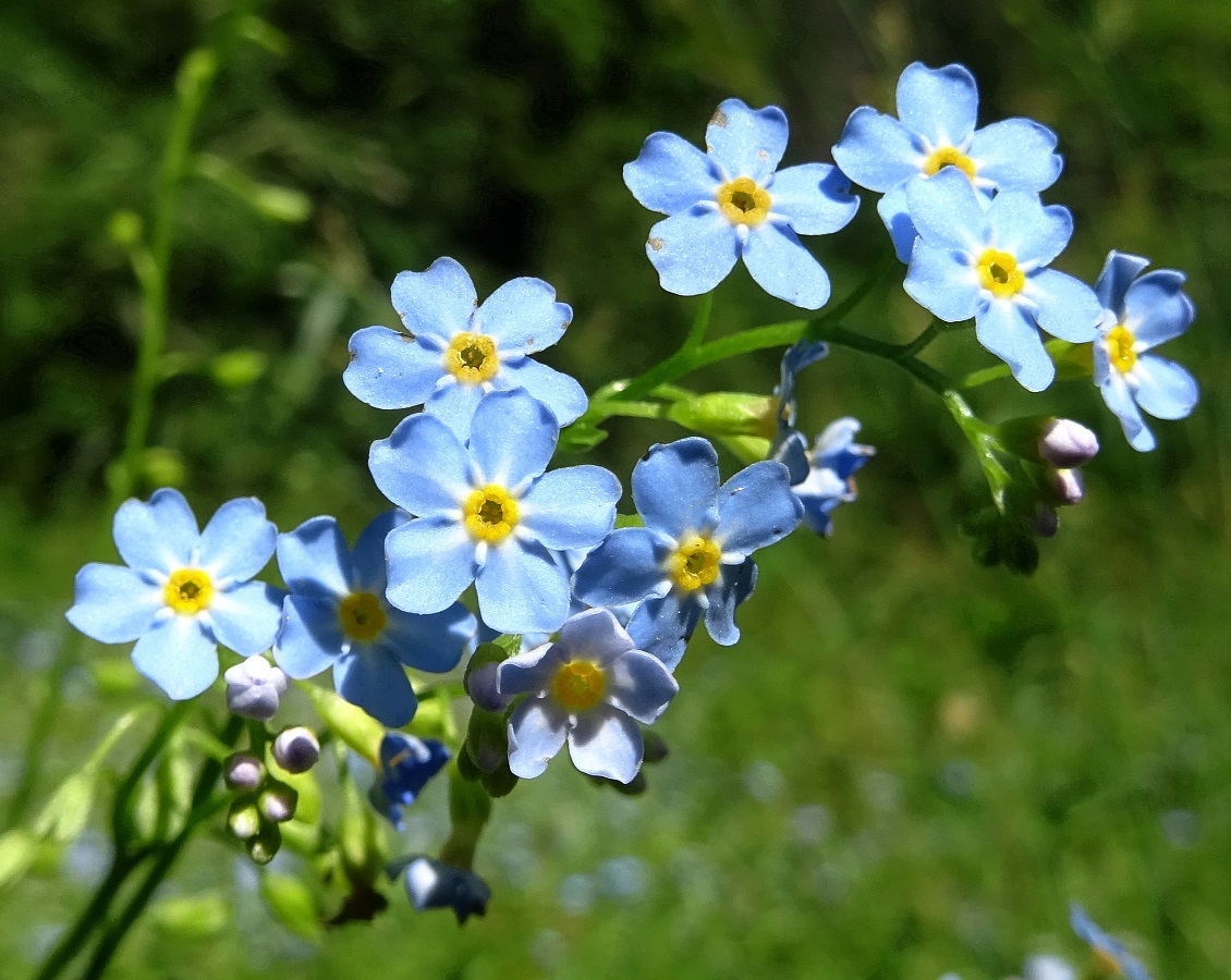 07-06-2021 Myosotis scorpioides.jpg