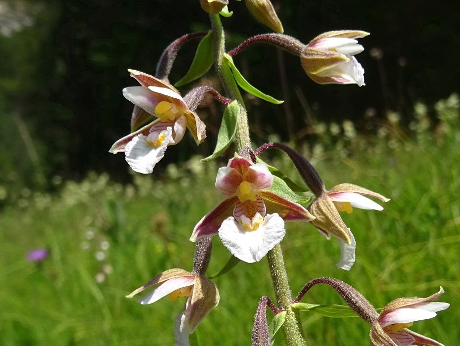 07-16-2019 DActylorhiza palustris.jpg