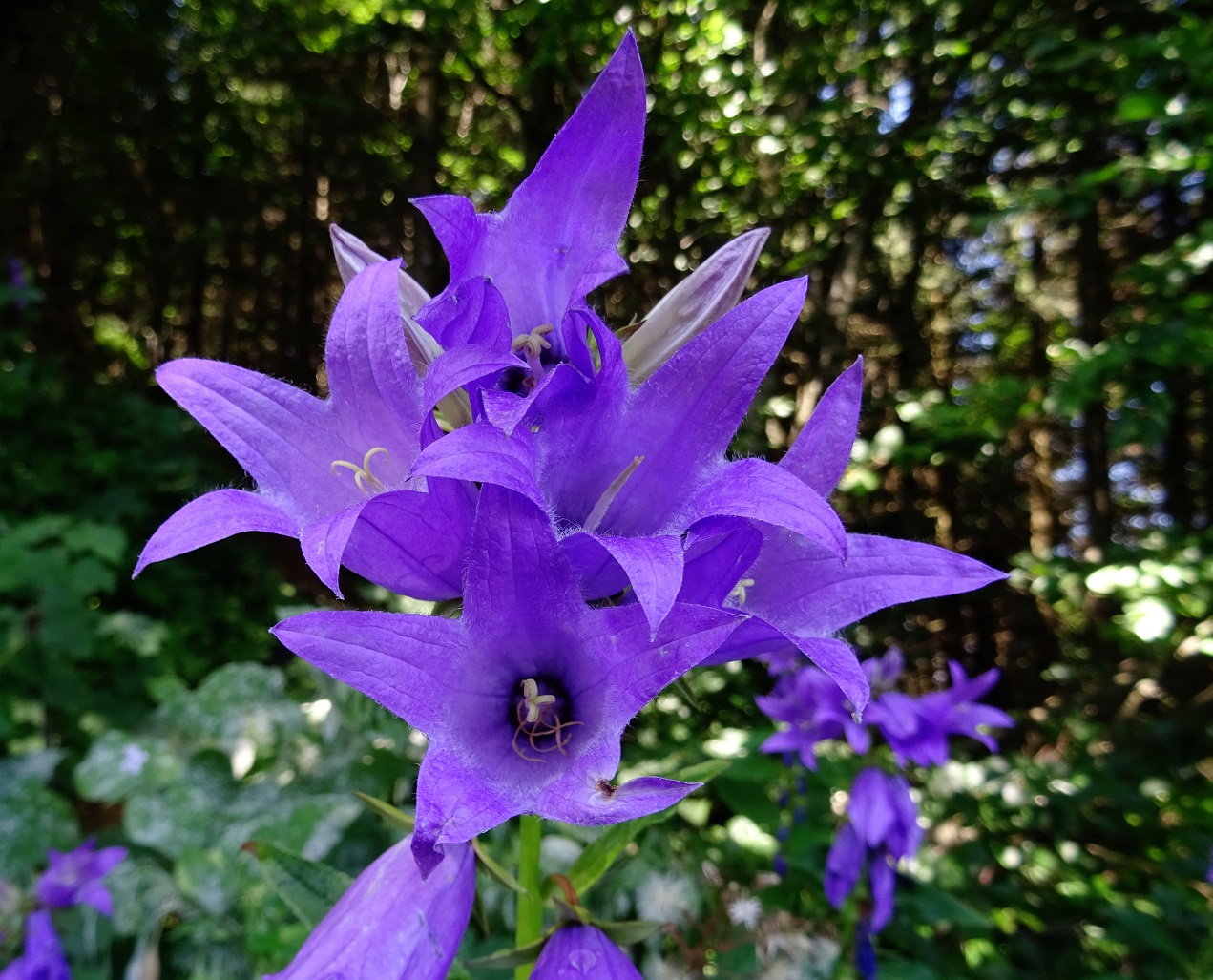 07-20-2018  Campanula latifolia.jpg