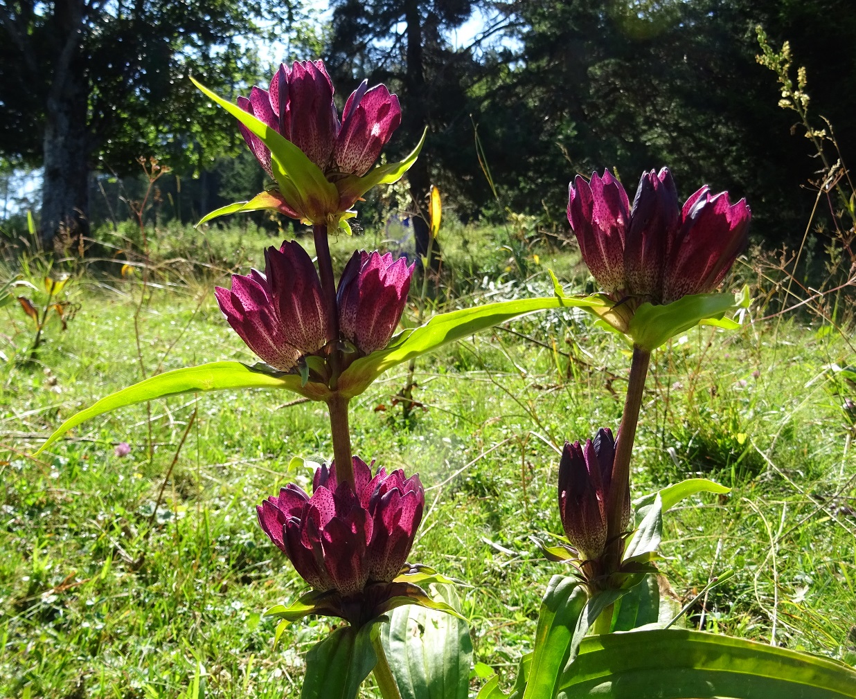 07-20-2018  Gentiana pannonica.jpg