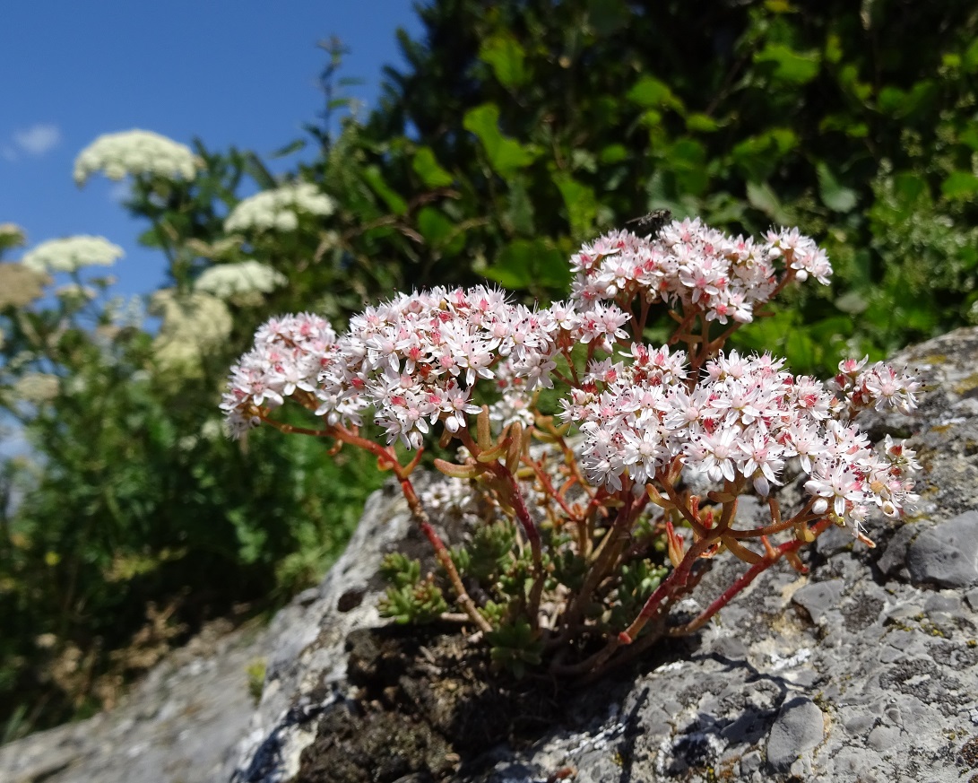 07-20-2018  Sedum album.jpg