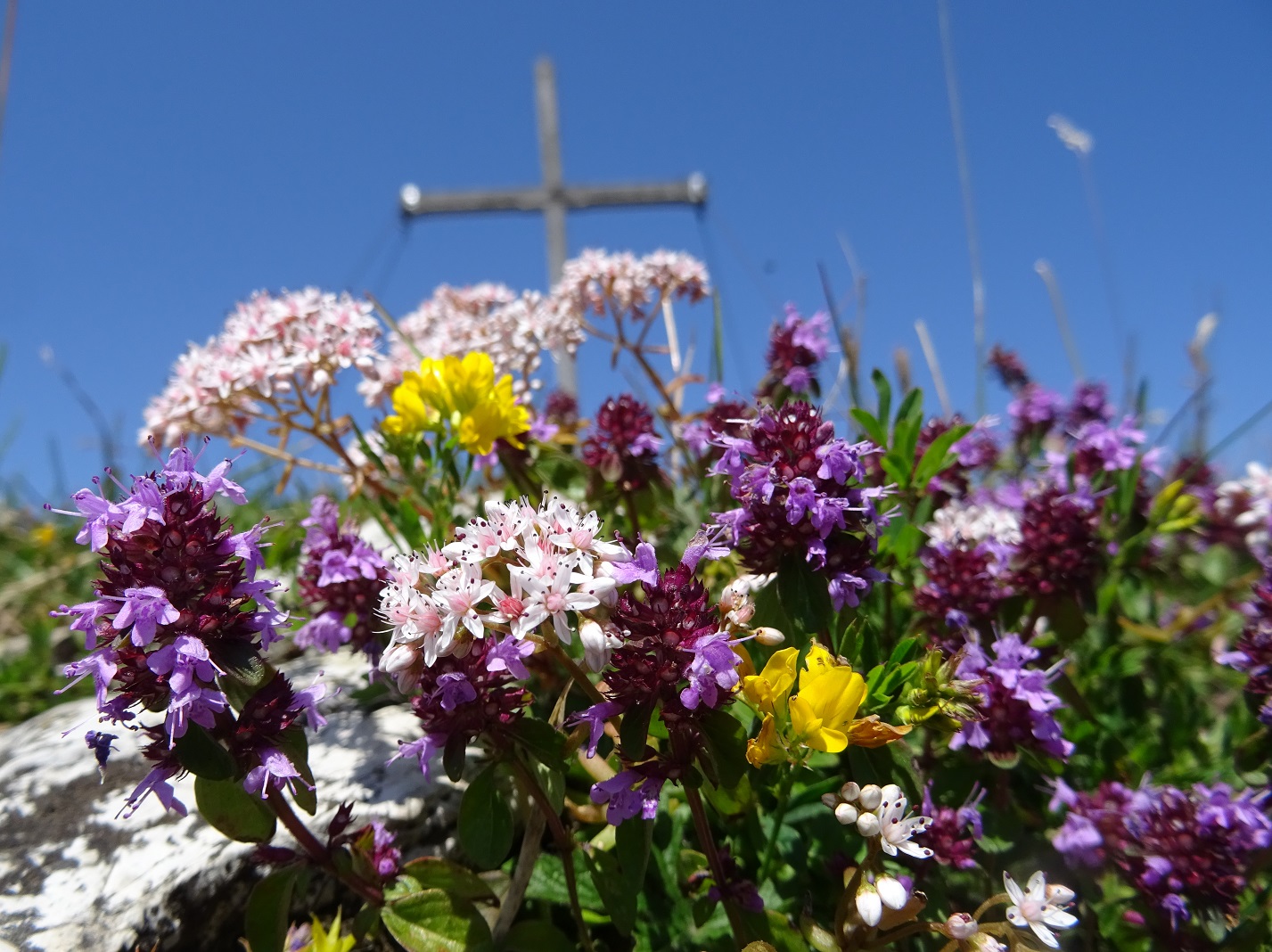 07-20-2018  Thymus Lotus Sedum aggr..jpg