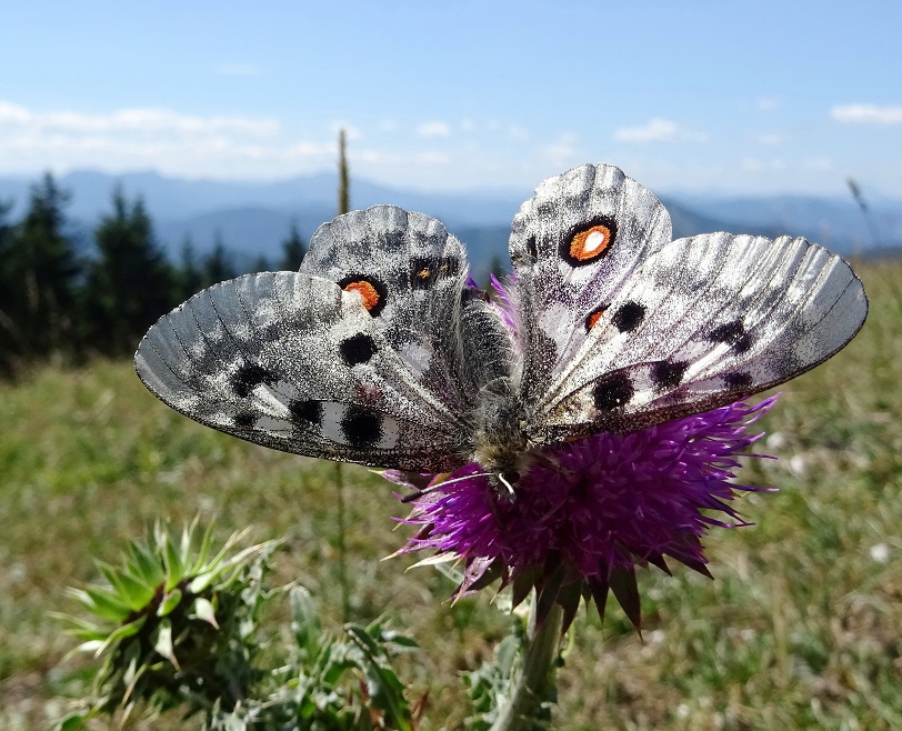 07-23-2019 Parnassius apollo.jpg