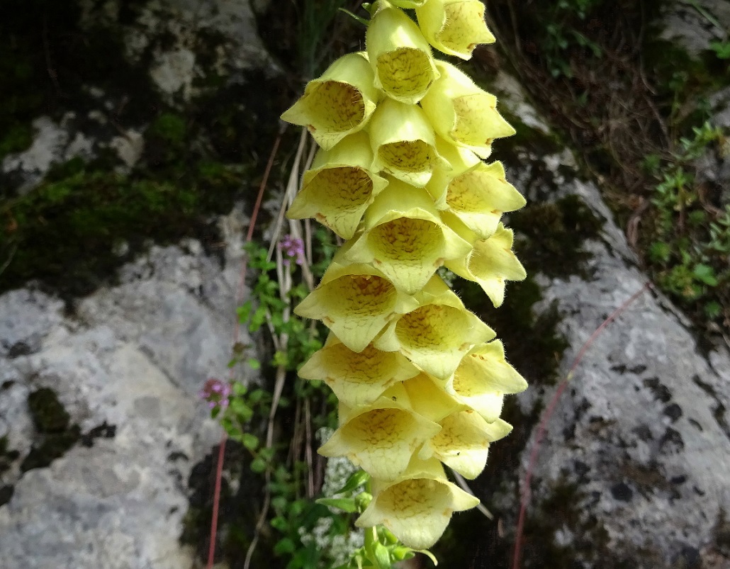 07-23-2020 Digitalis grandiflora.jpg