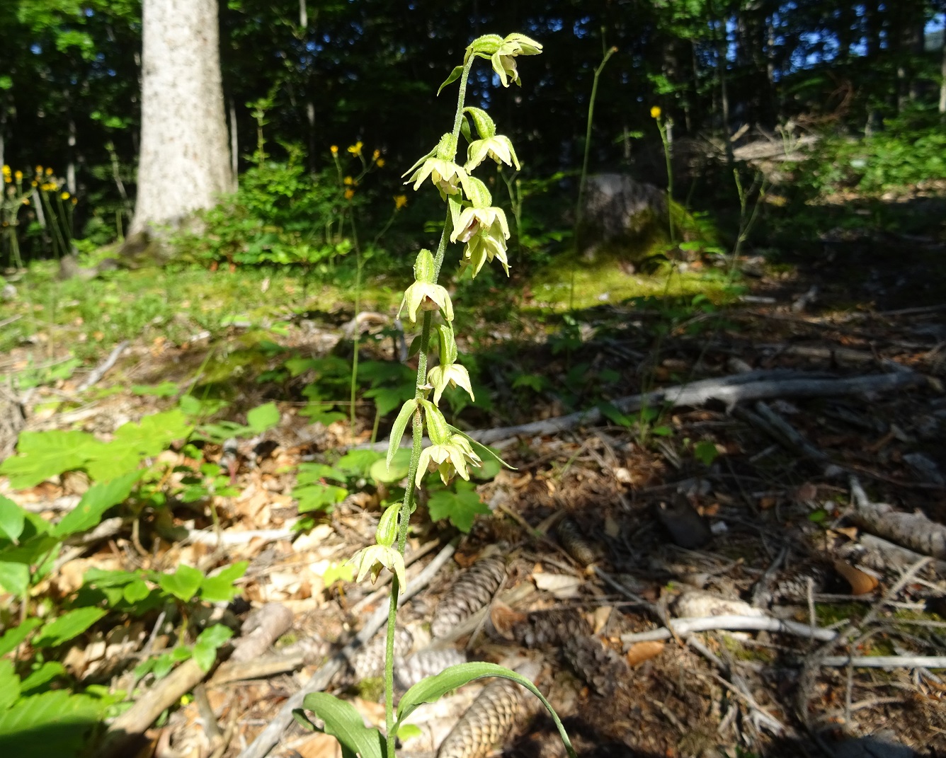 07-23-2020 DSC06019 Epipactis muelleri.jpg