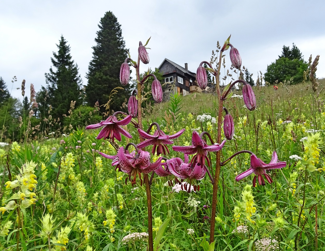 07-23-2020 Lilium martagon.jpg