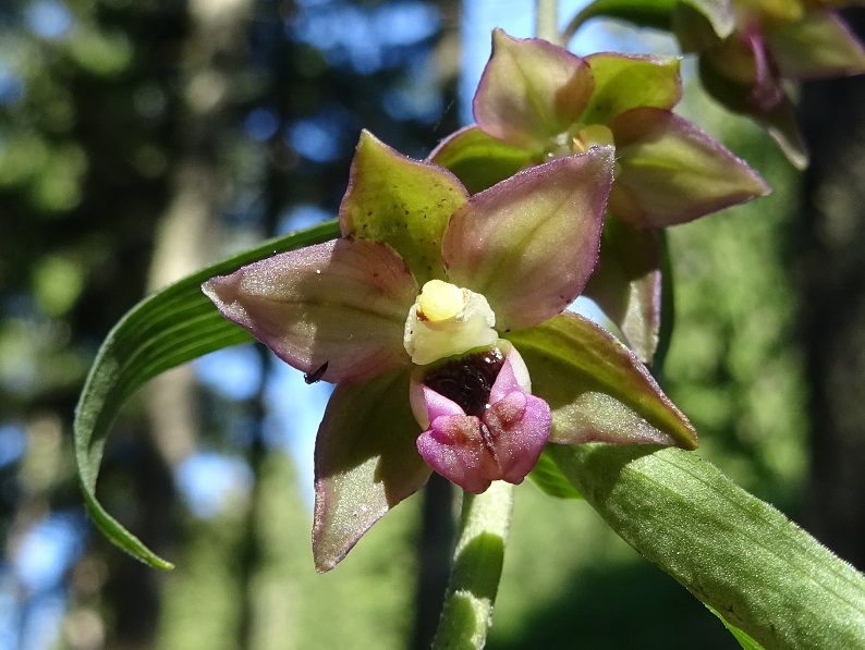 07-30-2020 Epipactis helleborine.jpg