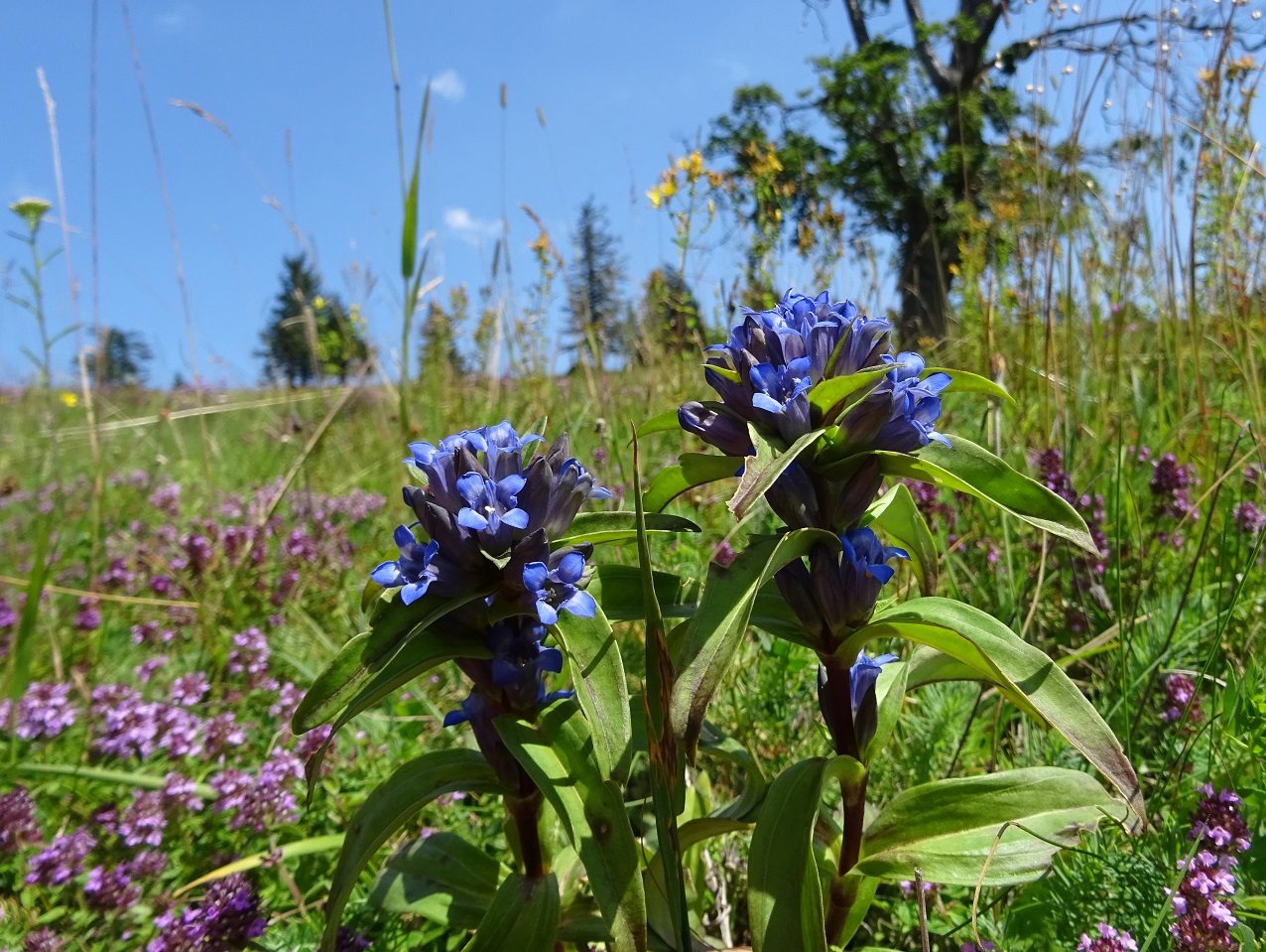 08-07-2020  Gentiana cruciata.jpg