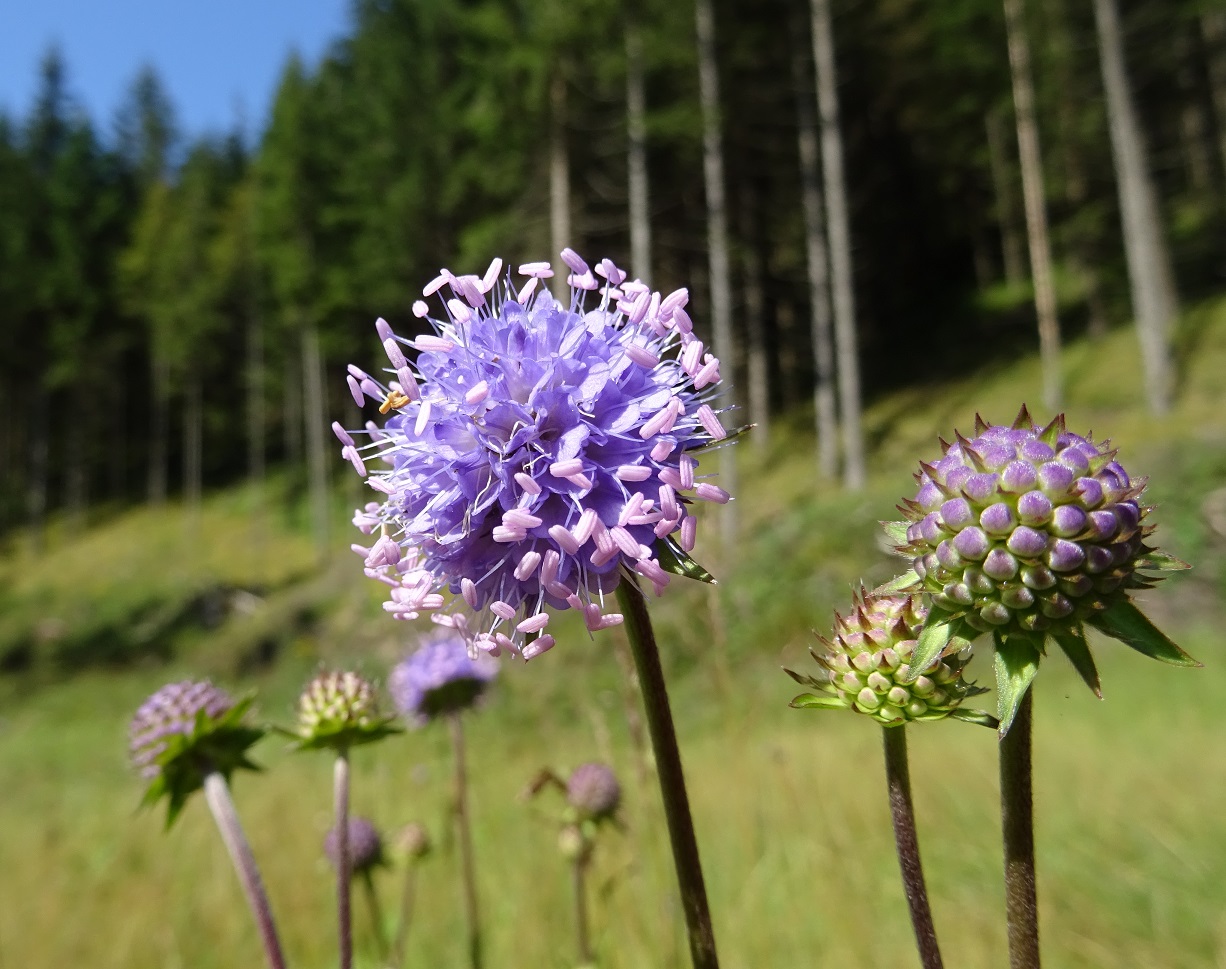 08-08-2018  Succisa pratensis.jpg