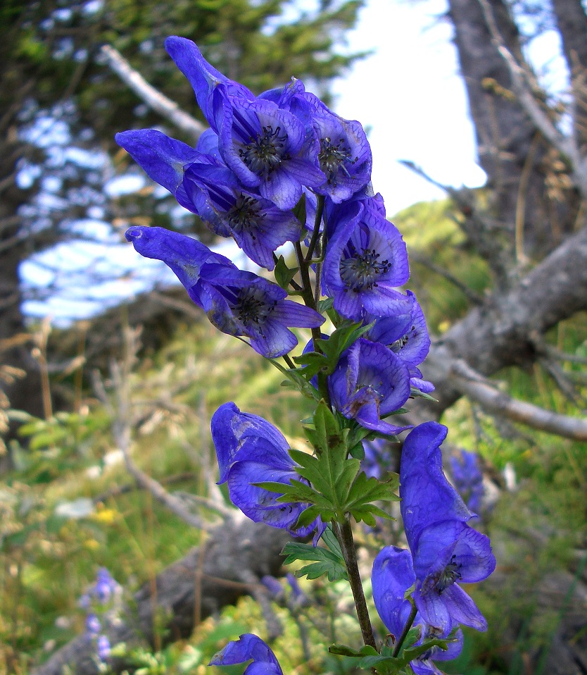 08-18-2018  Aconitum-napellus.jpg