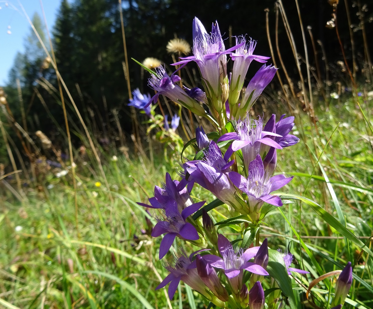 09-12-2020 Gentianella austriaca.jpg