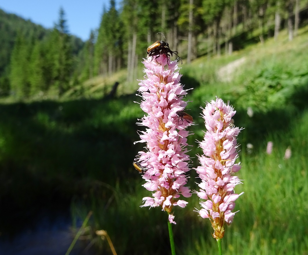 07-06-2021  Persicaria bistorta.jpg