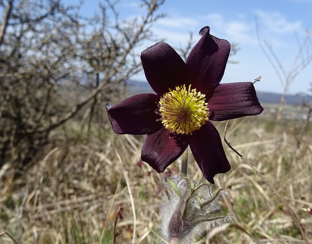 04-05-2021  Pulsatilla nigricans.jpg