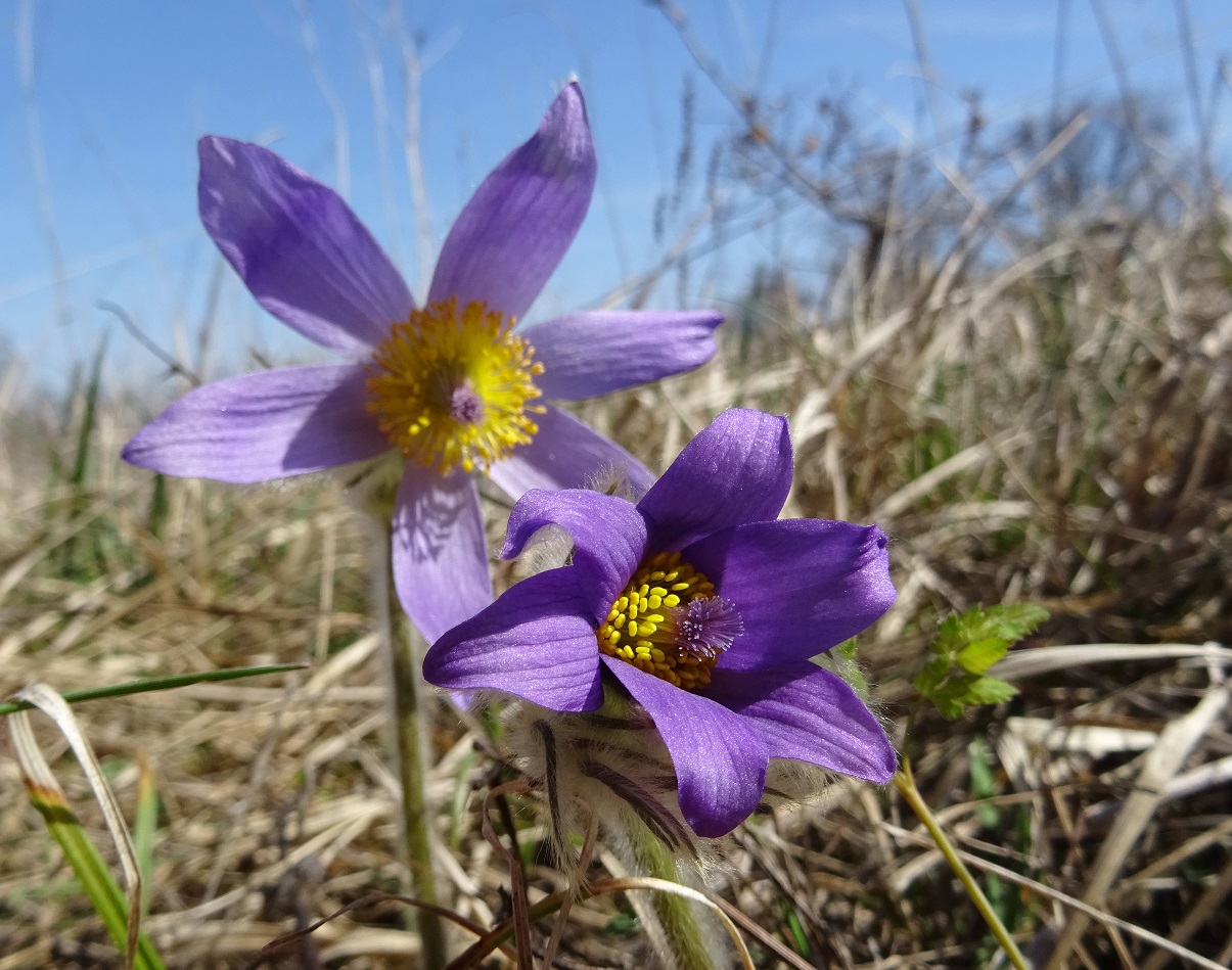 04-05-2021 Pulsatilla grandis.jpg