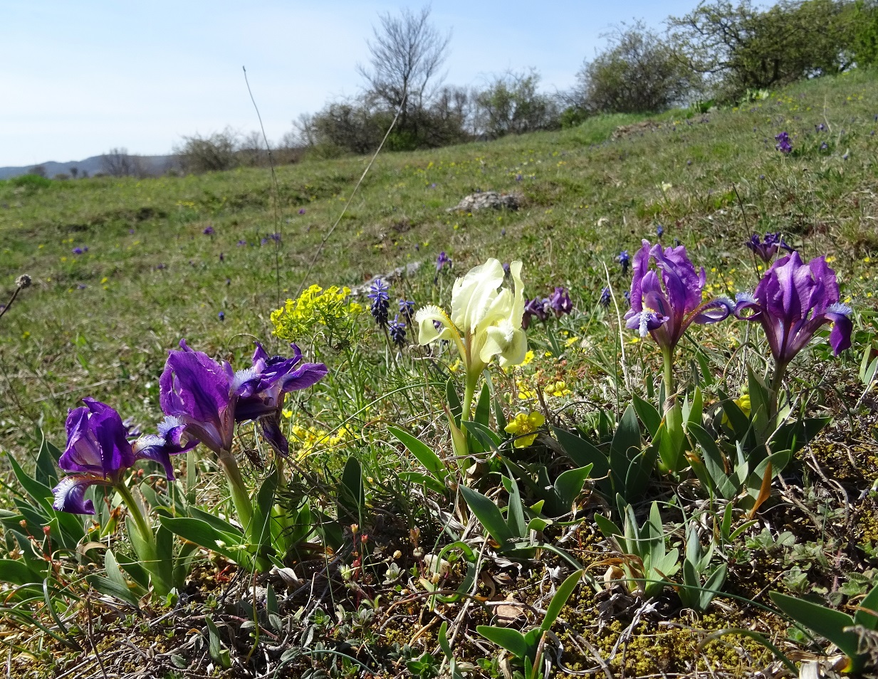 04-09-2021  Iris pumilla.jpg