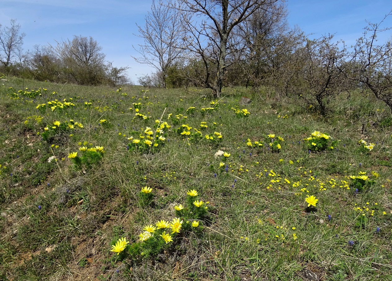 04-09-2021 Adonis vernalis.jpg